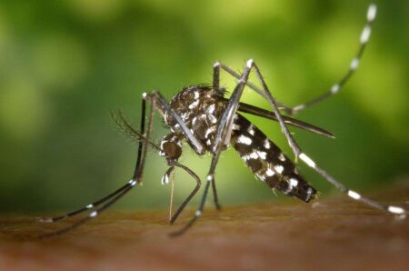 Ontario Residents Should Brace for More Mosquitoes This Summer