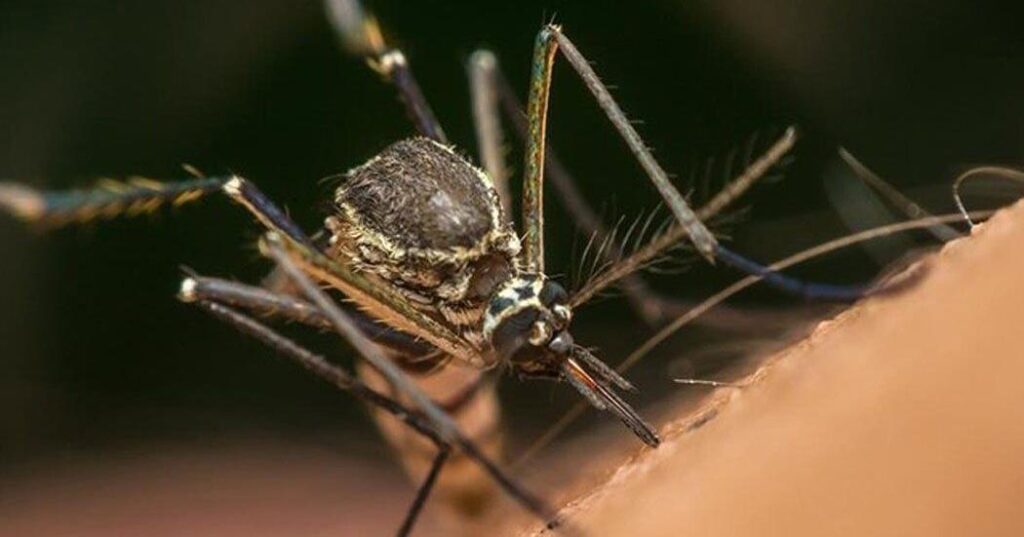 Guelph Reports Positive West Nile Virus Case