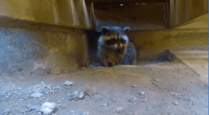 Ontario homeowner calls 911 to report break-in, police find racoon eating apples