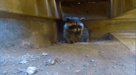 Raccoon Found Instead of Burglar in Ontario Home Raccoon Found Instead of Burglar in Ontario Home