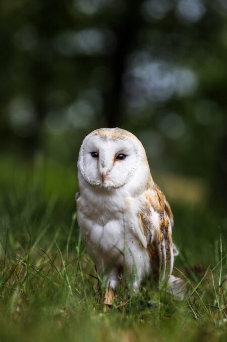 Concerns Raised Over Changes to Species Protection Law Concerns Raised Over Changes to Species Protection Law