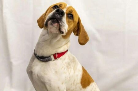 Celebrate Your Veterinarians in Ontario