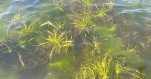 Ontario Invests  Million to Combat Invasive Species