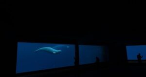 Federal Approval to Relocate Marineland’s Whales