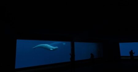 Federal Approval to Relocate Marineland’s Whales Federal Approval to Relocate Marineland’s Whales