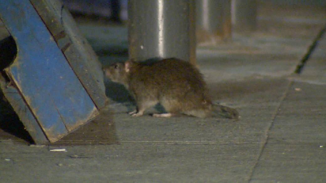 Click to play video: 'Peterborough pest control operator reports 150% increase in rat calls'