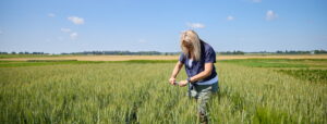 Researcher Receives Funding to Develop More Sustainable Wheat Researcher Receives Funding to Develop More Sustainable Wheat