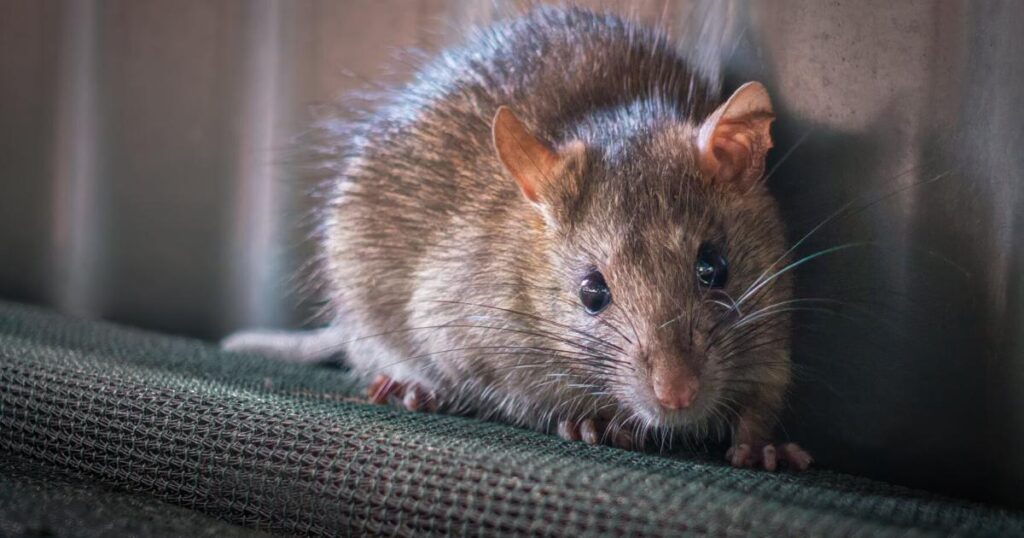 St. Catharines Council Seeks Rat Control Strategy St. Catharines Council Seeks Rat Control Strategy