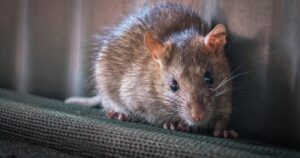 St. Catharines Council Seeks Rat Control Strategy St. Catharines Council Seeks Rat Control Strategy