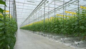 Survey says communities support greenhouses, but growers need to be accountable Survey says communities support greenhouses, but growers need to be accountable