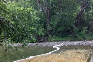 Diesel Spill in Toronto Raises Alarm for Local Wildlife