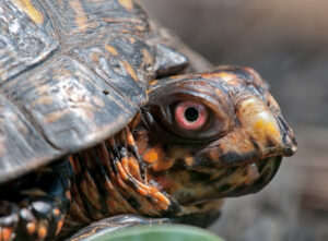 Turtle Crossing Causes Highway Closure After Accident Turtle Crossing Causes Highway Closure After Accident