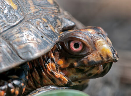 Turtle Crossing Causes Highway Closure After Accident Turtle Crossing Causes Highway Closure After Accident