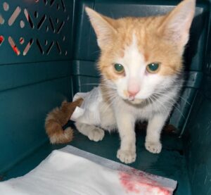 Volunteer animal ‘paramedics’ launched in Simcoe County