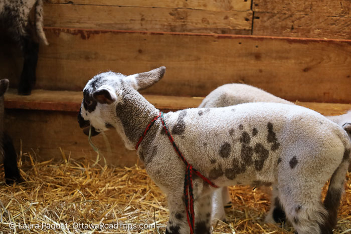 white lamb with grey spots