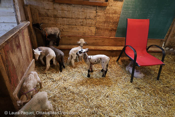 several young lambs stand on straw in a wooden barn, beside a bright red chair. inside a rustic barn with hay on the ground and a red chair against the wall. a group of lambs gathered on straw, with a red chair nearby in a barn setting. multiple small goats/lambs in a pen, hay on the floor and a red chair close to the wall. lambs in a cozy barn enclosure with straw bedding and a red chair near a chalkboard.