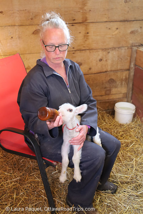 woman bottle feeding a lamb