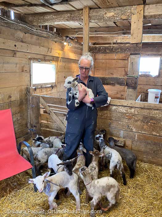 woman in a wooden pen holding a lamb and surrounded by lambs