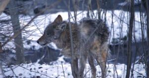Coyote Attack on Child Prompts Safety Concerns in Durham