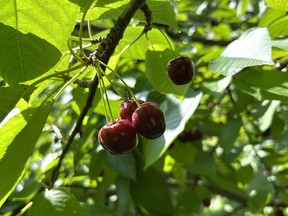 Cherries on tree