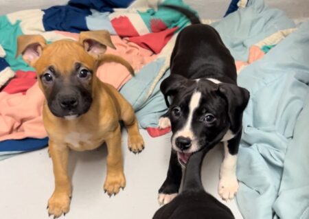 Nine Abandoned Puppies Found in Whitby, Ontario