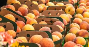 Peach Festival Makes a Comeback in Ontario