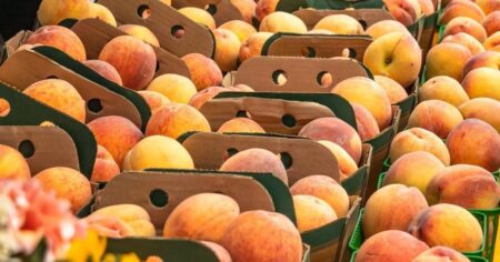 Peach Festival Makes a Comeback in Ontario