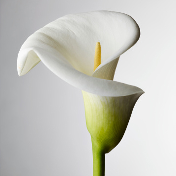 Cameron Oyen | Obituary | Minnesota Star Tribune Cameron Oyen | Obituary | Minnesota Star Tribune
