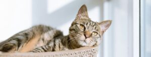 Cats Could Hold New Keys to Human Cancer