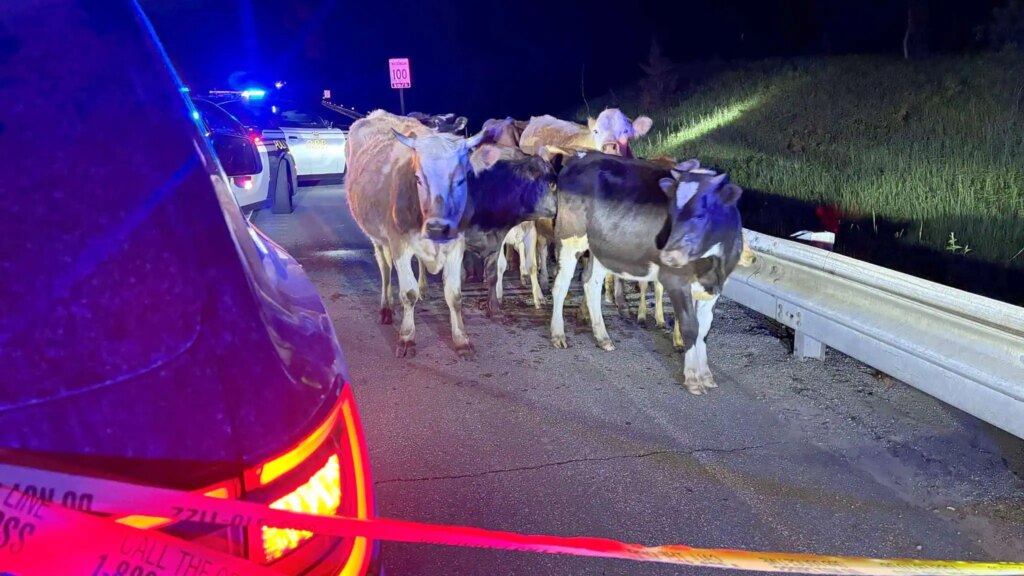 Cows Block Highway 401 Near Oshawa Cows Block Highway 401 Near Oshawa