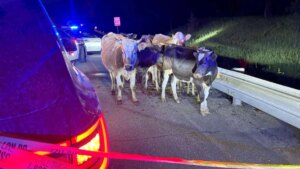 Cows Block Highway 401 Near Oshawa
