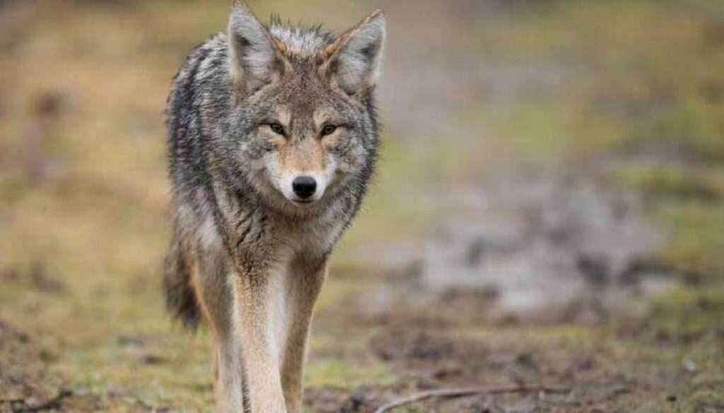 Coyote Injures Toddler in Whitby Park; Authorities Warn Residents