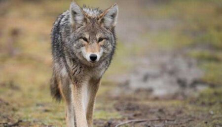 Coyote Injures Toddler in Whitby Park; Authorities Warn Residents