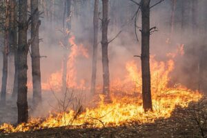 Understanding Forestry’s Impact on Ontario Wildfires Understanding Forestry’s Impact on Ontario Wildfires