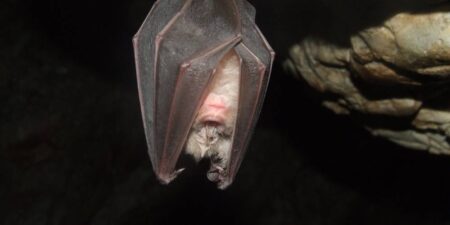 Tragic Bat Encounter Claims Young Life in Ontario