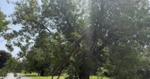 Tornado Recovery Efforts Underway in Kingston’s Belle Park