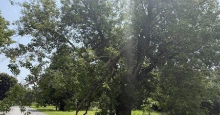 Tornado Recovery Efforts Underway in Kingston’s Belle Park