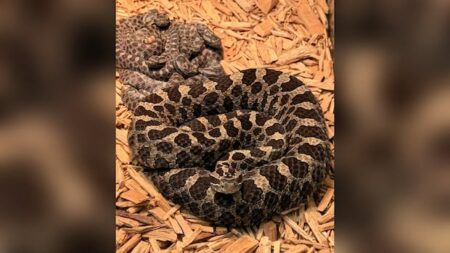 Offspring of Windsor’s Rattlesnake Carry on Gordo’s Line Offspring of Windsor’s Rattlesnake Carry on Gordo’s Line