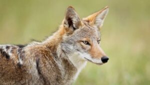 Markham euthanizes coyotes linked to attacks, encounters | Aurora, ON Markham euthanizes coyotes linked to attacks, encounters | Aurora, ON