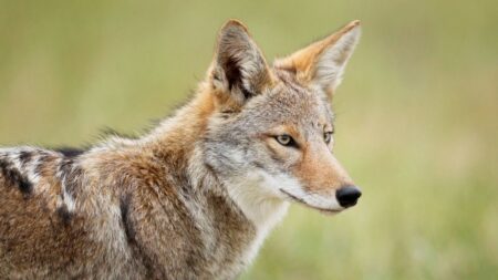 Coyotes Euthanized After Attacks in Markham