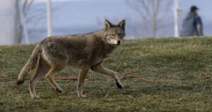 Warnings Issued by Ontario Police After Coyote Incidents