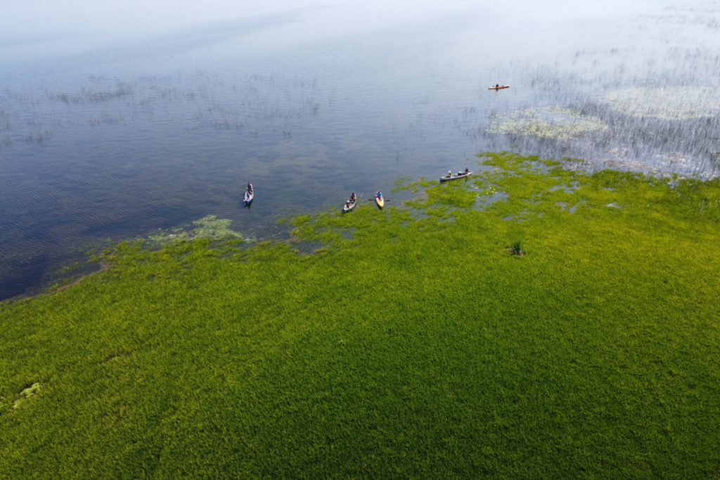 Help Needed to Control Invasive Water Soldier in Lake Simcoe Help Needed to Control Invasive Water Soldier in Lake Simcoe