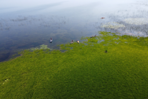 Residents urged to help stop invasive water soldier from spreading in Lake Simcoe