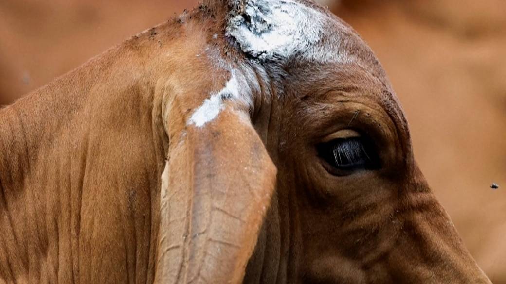 Click to play video: 'Canada closes border to Texas livestock as New World Screwworm parasite takes hold'