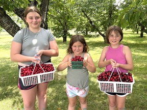Cherry Harvest Disappointment in Norfolk County