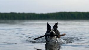 What’s Good in the Valley? Ontario heat warning prompts SPCA reminder: Never leave pets in parked vehicles What’s Good in the Valley? Ontario heat warning prompts SPCA reminder: Never leave pets in parked vehicles