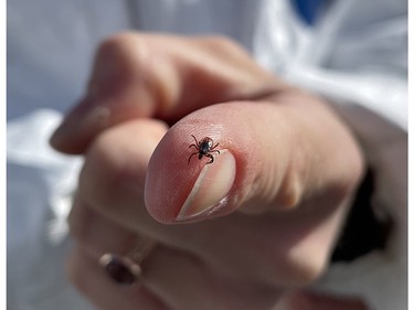 blacklegged tick