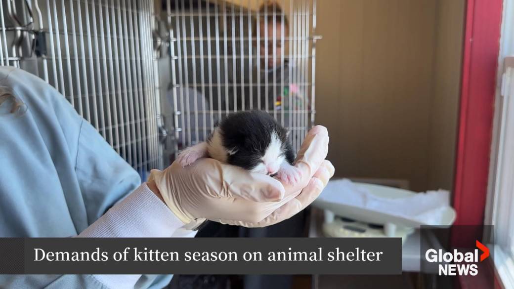 Click to play video: 'Halifax animal shelter sees influx in kittens'