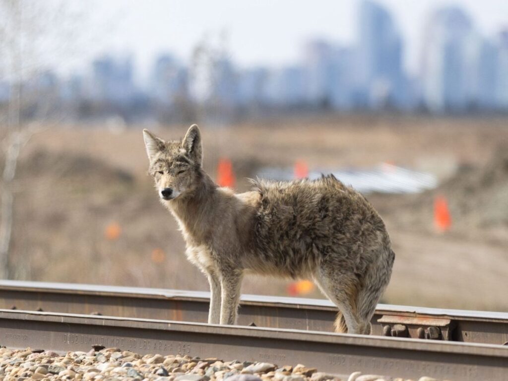 Coyote Bites Toddler in Whitby Playground Incident