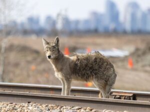Coyote Bites Toddler in Whitby Playground Incident Coyote Bites Toddler in Whitby Playground Incident
